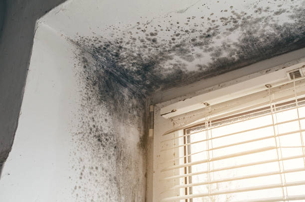 Affordable Mold Cleanup solutions in Pasadena, MD